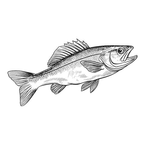 Hand Drawn Sketch Walleye Fish Illustration Premium Ai Generated Vector