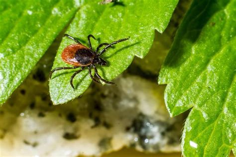 Lyme Hastal Nedir Belirtileri Ve Tedavi Y Ntemleri Nelerdir