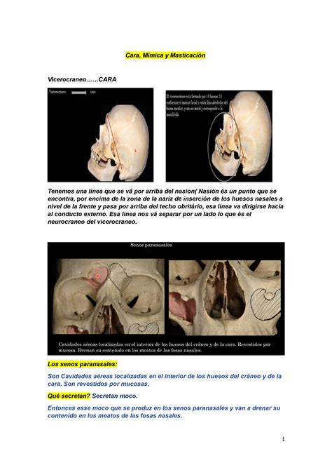 Cara Mimica Anatomia Cara M Mica Y Masticaci N Vicerocraneo