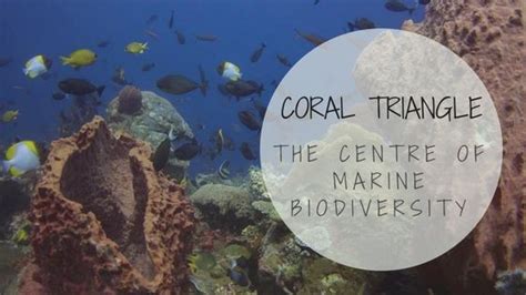 Coral Triangle The Centre Of Marine Biodiversity