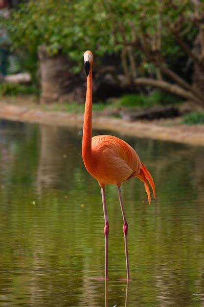 Premium Photo American Flamingo Phoenicopterus Ruber Bird