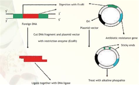 Making Rdna