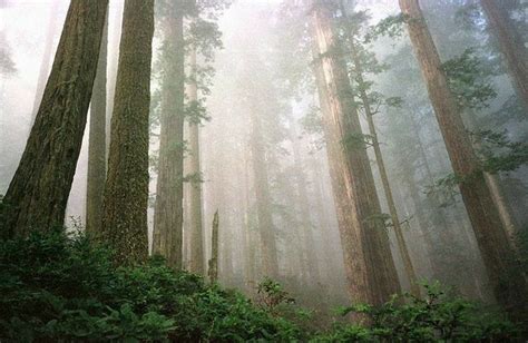 Pin By Hector On Forest Tree Foresta Rboles Coast Redwood Redwood