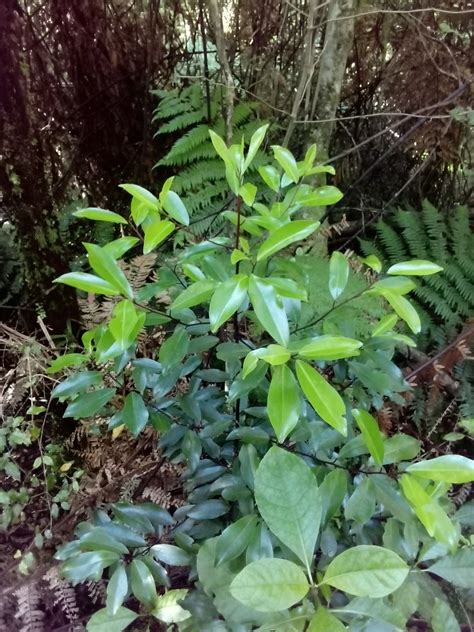 Lowland Horopito From Buller District West Coast New Zealand On