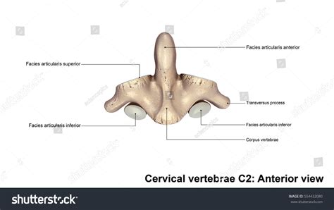 Cervical Vertebrae C2 Anterior View 3d Stock Illustration 554432080