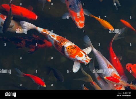 Koi Carps Fish Japanese Swimming Cyprinus Carpio Beautiful Color