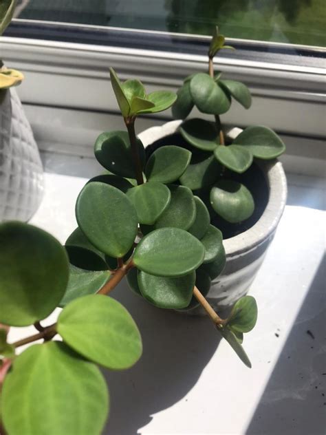 Peperomia Pepperspot Care Top Tips Osera