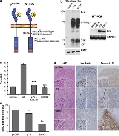 Glioma Invasion Mediated By The P Neurotrophin Receptor P Ntr Cd