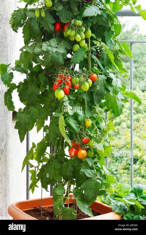 Planta de tomate fotografías e imágenes de alta resolución Alamy