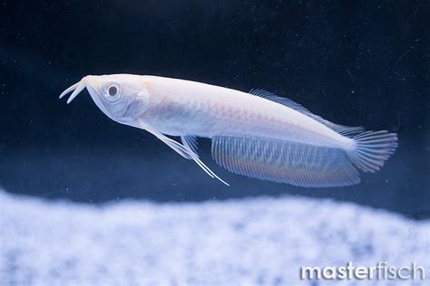 Albino Silver Arowana Osteoglossum Bicirrhosum Masterfisch