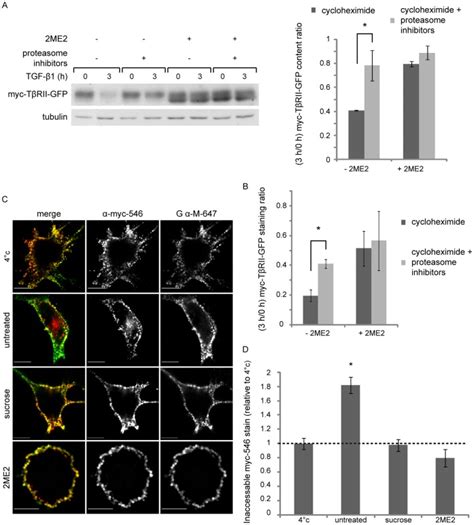 A ES 2 cells stably expressing myc TβRII GFP were treated with 2ME2