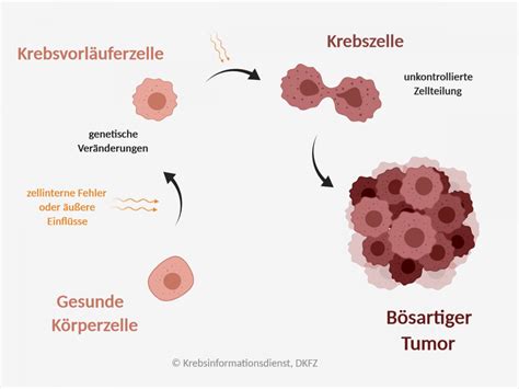 Wie Entsteht Krebs
