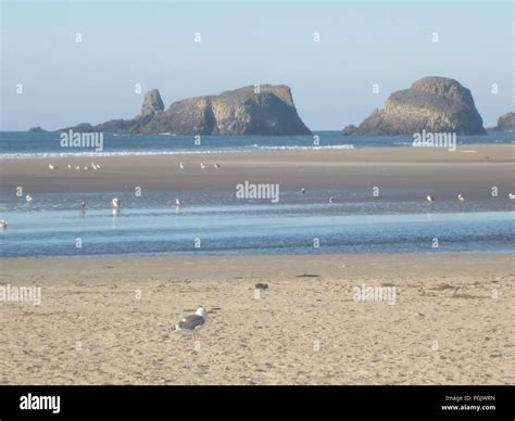 Haystack Rock at Cannon Beach Oregon Stock Photo - Alamy