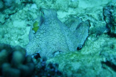 Hawaii Day Octopus Hawaii Dive Center