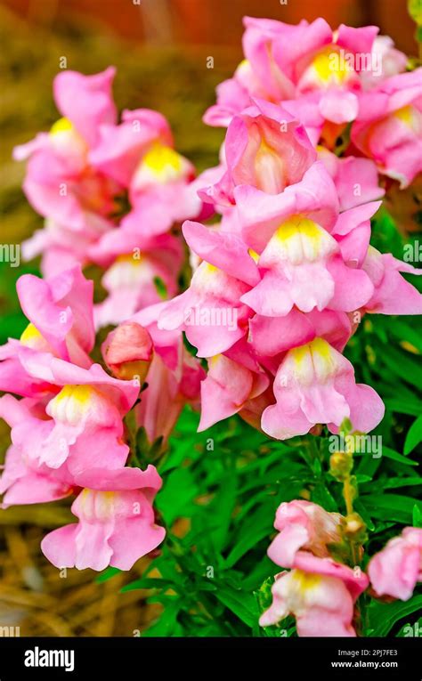 Antirrhinum Snapdragons Hi Res Stock Photography And Images Alamy