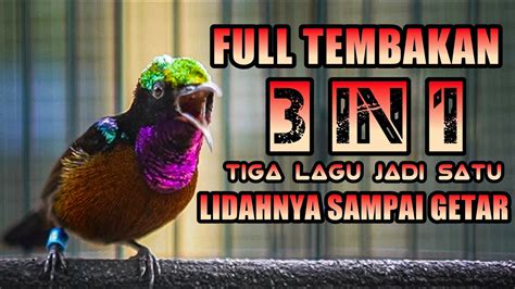 TEMBAKAN DAN PANCINGAN KONIN GACOR FULL ISIAN TIGA LAGU NEMBAK JADI