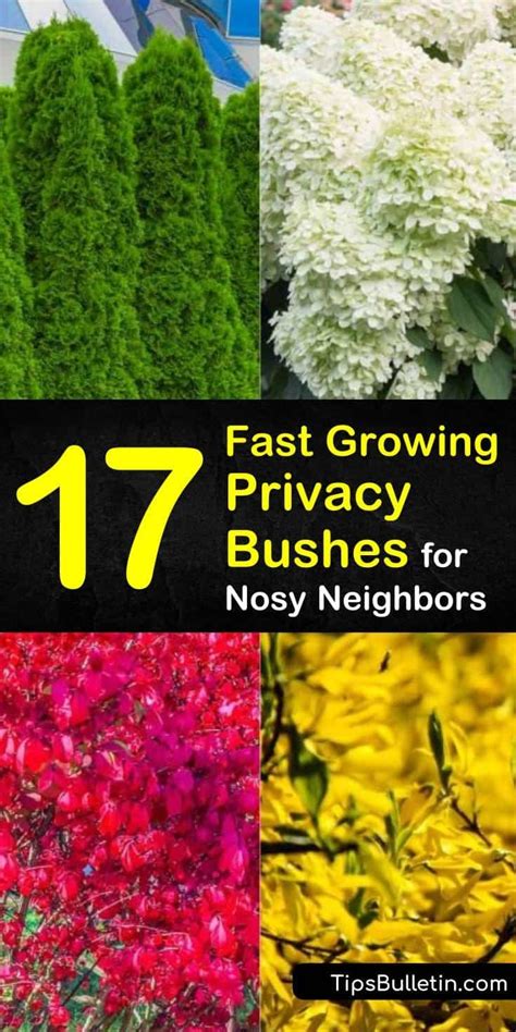 17 Fast Growing Privacy Bushes To Deal With Nosy Neighbors Artofit