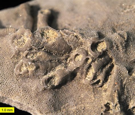 Woosters Fossils Of The Week A Nest Of Cornulitid Tubeworms And