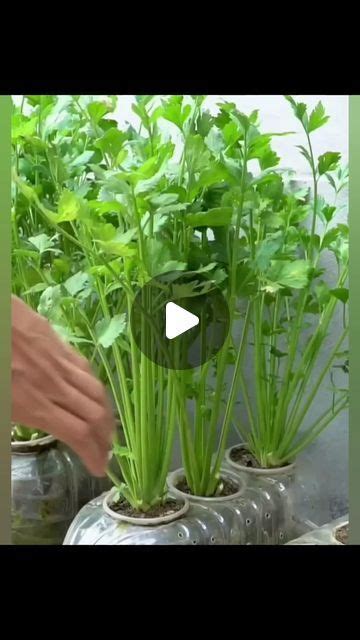 Hidroponía en Casa on Instagram Cultiva perejil con botellas