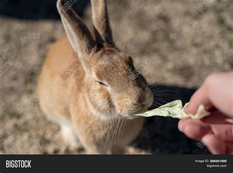 Feeding Wild Rabbits Image & Photo (Free Trial) | Bigstock