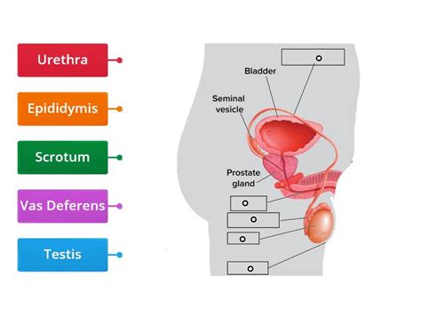 Label The Following Diagram Of Human Male Reproductive System S