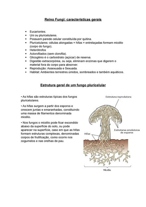 Reino Fungi Caracteristicas Gerais Reino Fungi Gerais Eucariontes