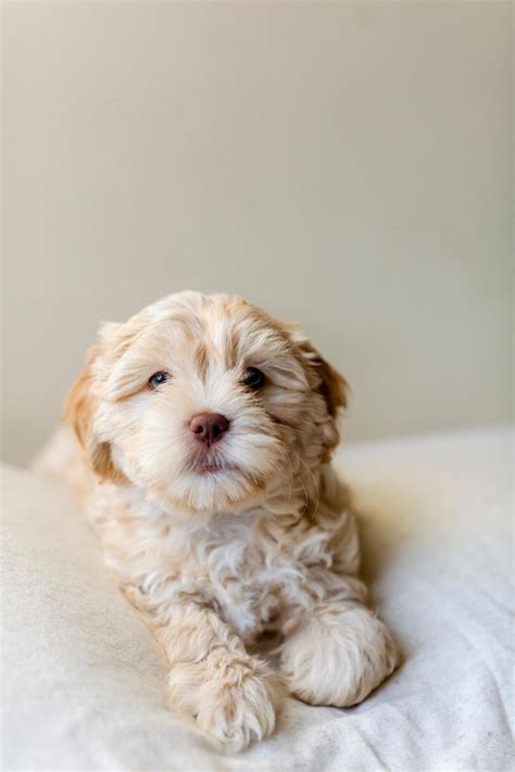 Shih tzu poodle mix – Artofit