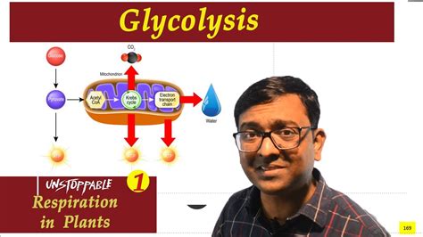 Glycolysis I Respiration In Plants I Neet I Dr Kunal Kt Youtube