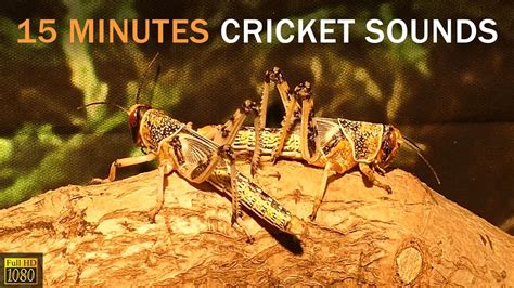 15 Minutes Relaxing Crickets Video With Natural Sounds Video Focus On Grasshopper And Crickets