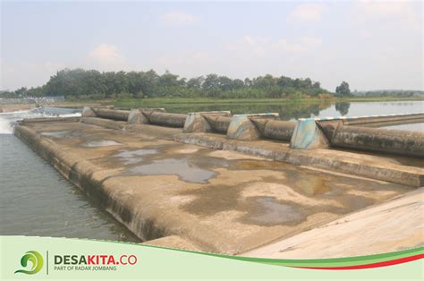 Dampak Pintu Dam Karet Di Desa Jatimlerek Jombang Rusak 150 Hektare