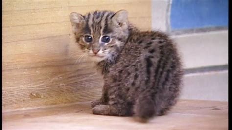 Three Feisty Baby Fishing Cat Kittens Got To Meet The Press For The