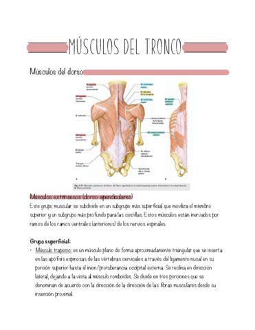 Cavidades Del Torax Pdf