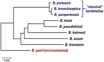 Whole Genome Phylogeny Of Bordetella By The Neighbor Joining Tree