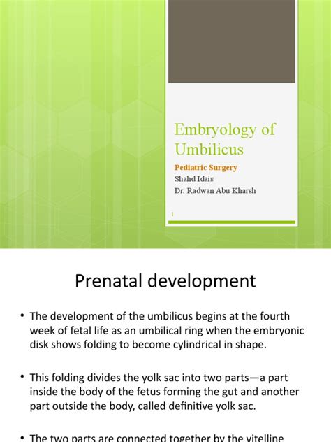 Embryology of Umbilicus | PDF | Anatomy | Morphology (Biology)