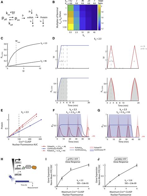 Optogenetic Control Reveals Differential Promoter Interpretation Of