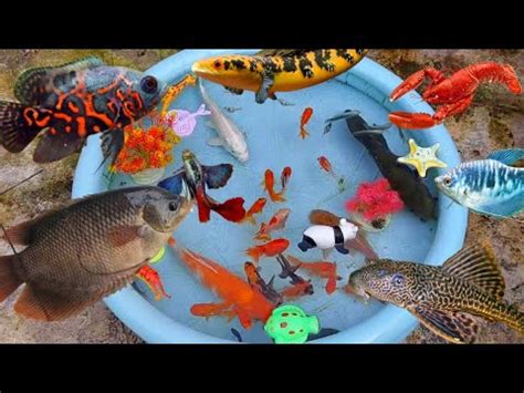 Wadidaw Ikan Hias Dalam Kolam Ikan Maskoki Ikan Oscar Ikan Koi