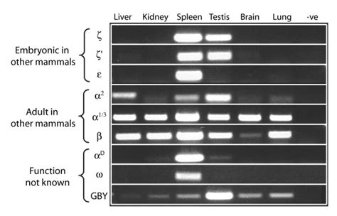 Expression Of All Predicted And Like Globin Genes Including Gby In