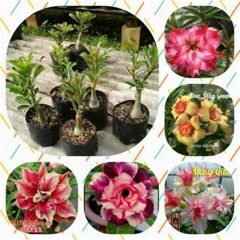 Jual Paket Bibit Tanaman Hias Kamboja Adenium Adenium Bunga Tumpuk