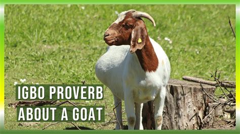 Igbo Proverbs And Meaning Ilu Maka Ewu A Proverb About A Goat