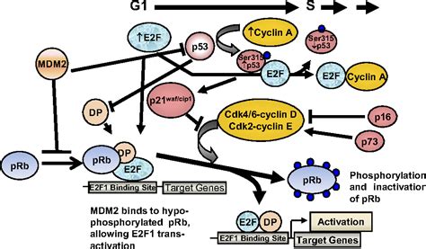 Figure 3 From The E2f1 Rb And P53 Mdm2 Pathways In Dna Repair And