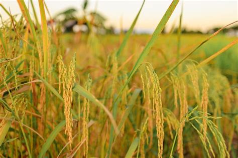 Espigas Douradas De Arroz No Campo Ao P R Do Sol Foto Premium