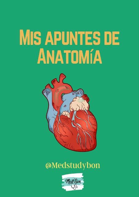 ANATOMÍA uDocz