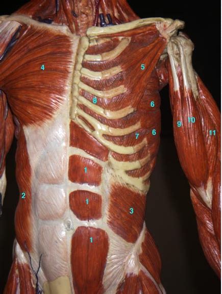 Muscles Used For Breathing Diagram Quizlet