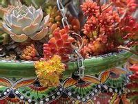 Succulents In Hanging Containers Ideas In Succulents