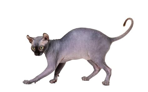 Premium Photo Funny Playful Cat Of The Don Sphynx Breed With Big