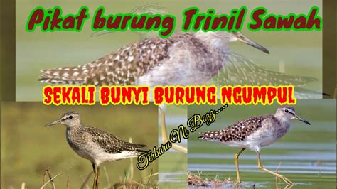 Suara Pikat Burung Trinil Sawah Terbaru Sekali Bunyi Burung Langsung