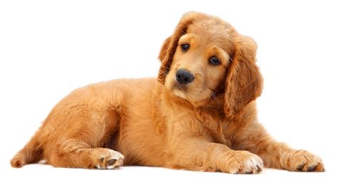 Adorable Golden Retriever Puppy Playful Fluffy Dog Hd Png Png All