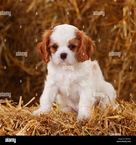 Cavalier King Charles Spaniel Puppy Blenheim Weeks Cavalier King