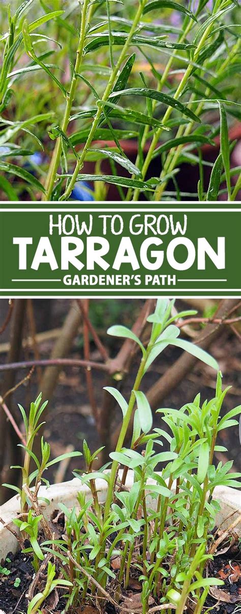 How To Grow And Care For French Tarragon Gardener S Path