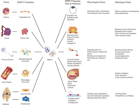 Frontiers Matrix Metalloproteinase A Promoting And Destabilizing